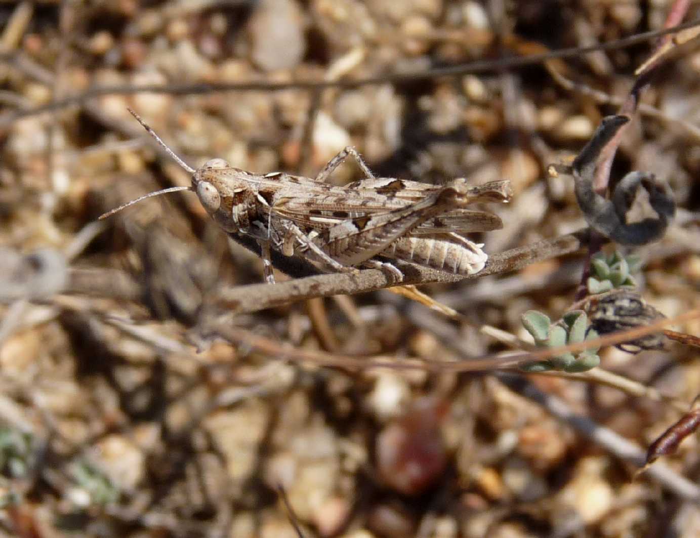 Piccole cavallette mimetiche:Dociostaurus jagoi occidentalis